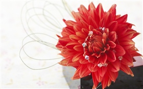 Rote Dahlie, Blumenblätter, weißer Hintergrund HD Hintergrundbilder