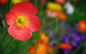 Rote Mohnblume, Blütenblätter HD Hintergrundbilder