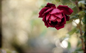 Rote Rose, Blütenblätter, dunstig HD Hintergrundbilder