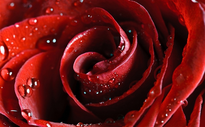 Rote Rose, Blütenblätter, Wassertröpfchen Hintergrundbilder Bilder