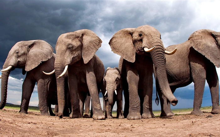 Einige Elefanten Hintergrundbilder Bilder