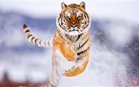 Tiger läuft, Schnee, Winter HD Hintergrundbilder