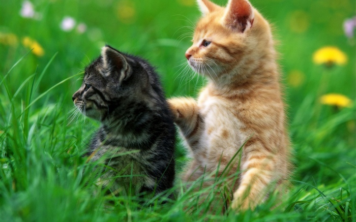 Zwei Kätzchen, Gras Hintergrundbilder Bilder