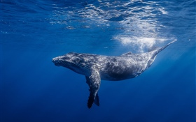 Wale, unter Wasser HD Hintergrundbilder