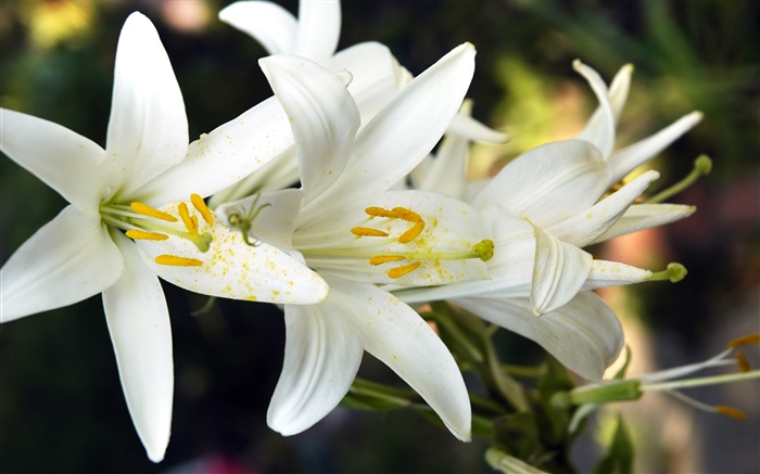 Weiße Lilie blüht Hintergrundbilder Bilder