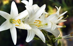 Weiße Lilie blüht HD Hintergrundbilder