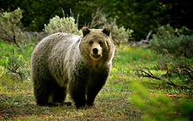 Tierwelt, Bär