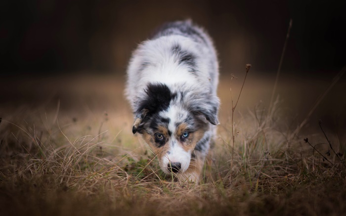 Australischer Schäferhund, Frontansicht Hintergrundbilder Bilder