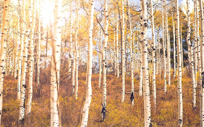 Herbst, Birkenwald, Bäume Hintergrundbilder Bilder