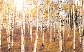 Herbst, Birkenwald, Bäume HD Hintergrundbilder