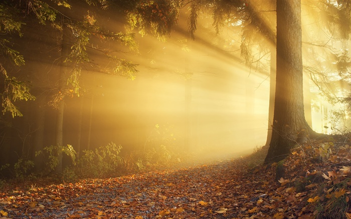 Herbst, Wald, Sonnenstrahlen, Nebel, Morgendämmerung Hintergrundbilder Bilder