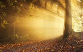 Herbst, Wald, Sonnenstrahlen, Nebel, Morgendämmerung HD Hintergrundbilder