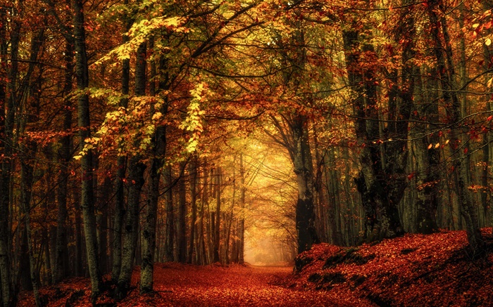 Herbst, Wald, Bäume, rote Blätter Hintergrundbilder Bilder