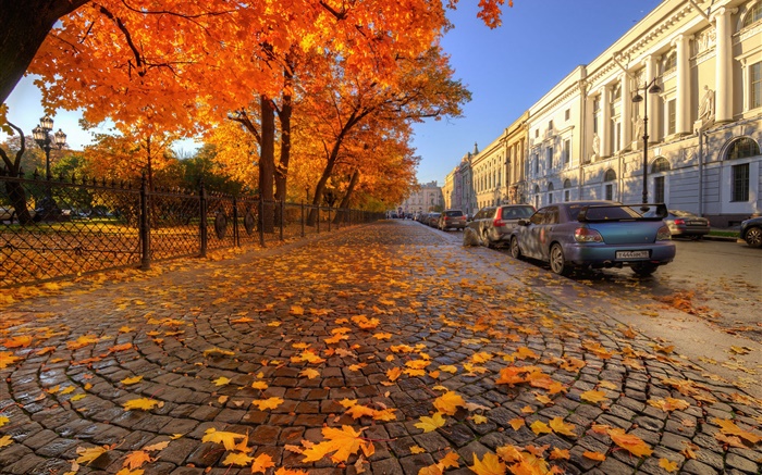 Herbst, Bäume, rote Ahornblätter, Straße, Saint Petersburg Hintergrundbilder Bilder