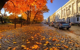 Herbst, Bäume, rote Ahornblätter, Straße, Saint Petersburg HD Hintergrundbilder