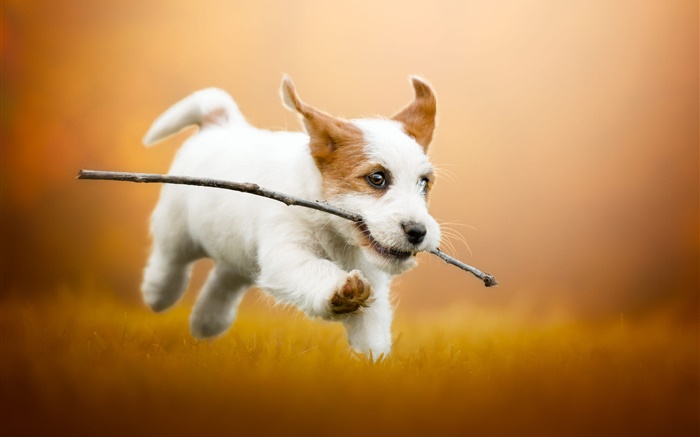 Netter weißer Welpe rennen, Hund Hintergrundbilder Bilder