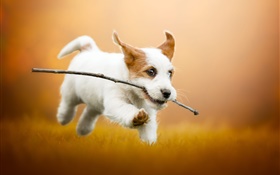 Netter weißer Welpe rennen, Hund HD Hintergrundbilder
