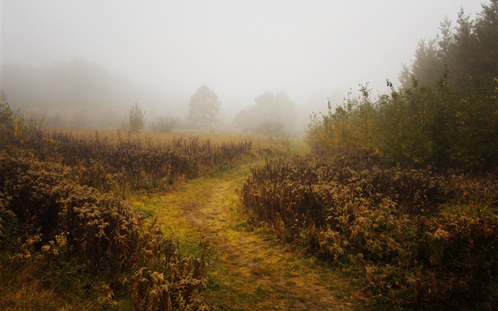 Morgen, Herbst, Nebel, Bäume Hintergrundbilder Bilder