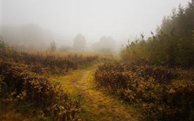 Morgen, Herbst, Nebel, Bäume HD Hintergrundbilder