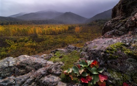 Berge, Nebel, Steine, Wald, Herbst HD Hintergrundbilder