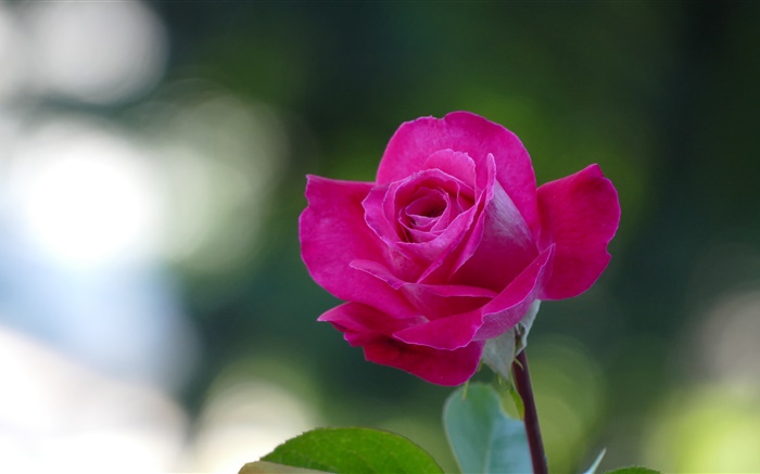 Pink Rose Nahaufnahme, Blütenblätter Hintergrundbilder Bilder