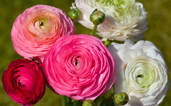 Rosa weiße Blumen, Ranunculus Hintergrundbilder Bilder