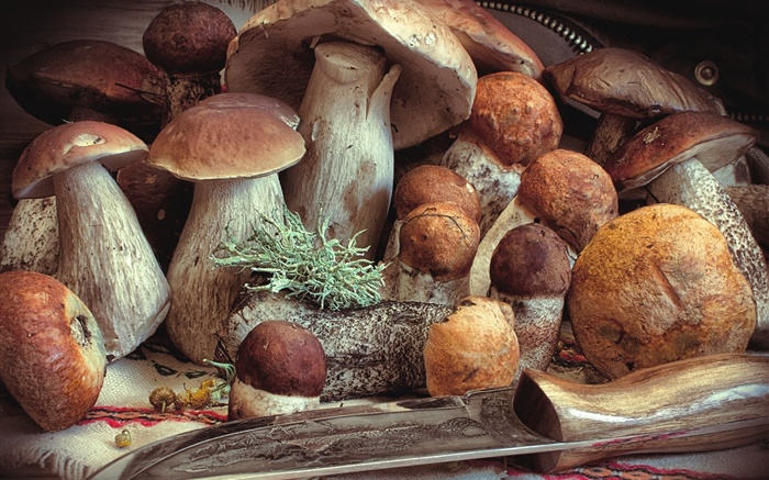 Einige Pilze, Essen Hintergrundbilder Bilder