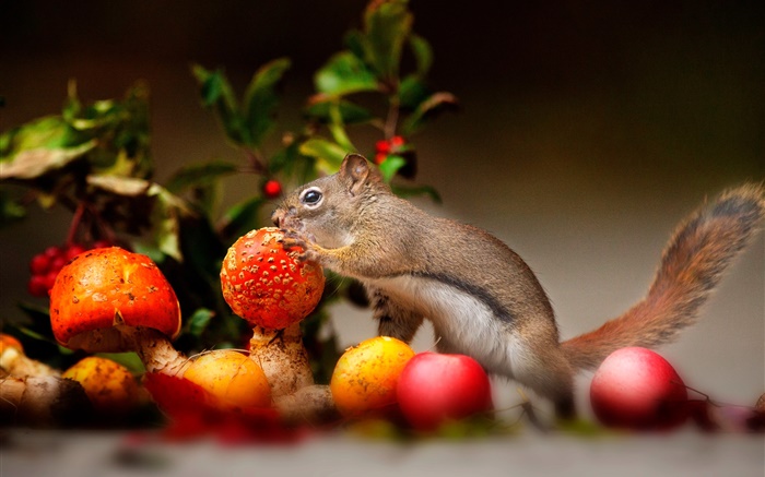 Eichhörnchen, Pilze, Äpfel Hintergrundbilder Bilder