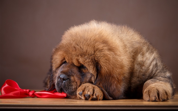 Tibetischer Mastiff, Hund Hintergrundbilder Bilder