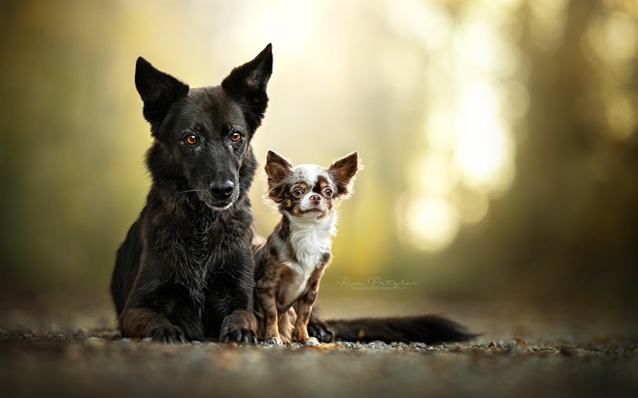 Zwei Hunde, Freunde Hintergrundbilder Bilder