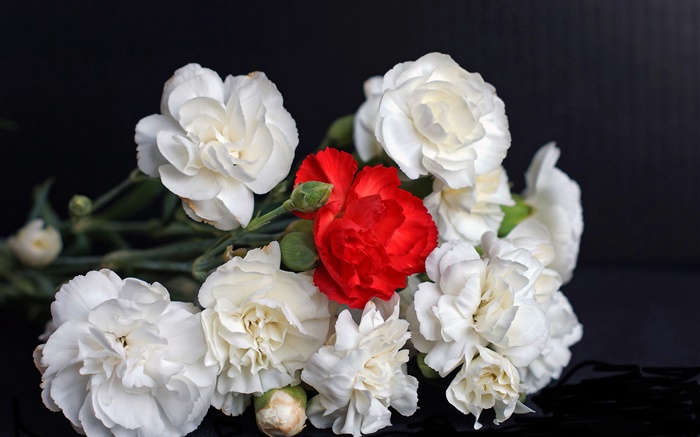 Weiße und rote Rosen, schwarzer Hintergrund Hintergrundbilder Bilder