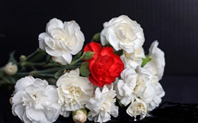 Weiße und rote Rosen, schwarzer Hintergrund HD Hintergrundbilder