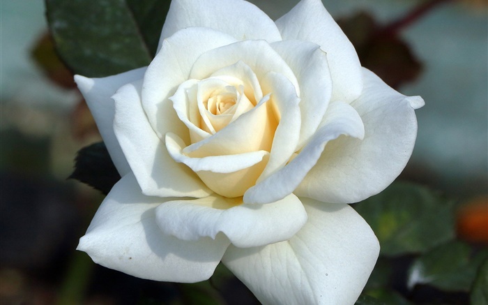 Weiße Rose, Blütenblätter Hintergrundbilder Bilder