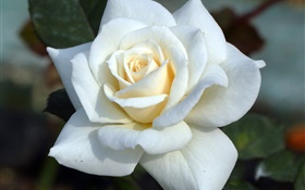 Weiße Rose, Blütenblätter HD Hintergrundbilder