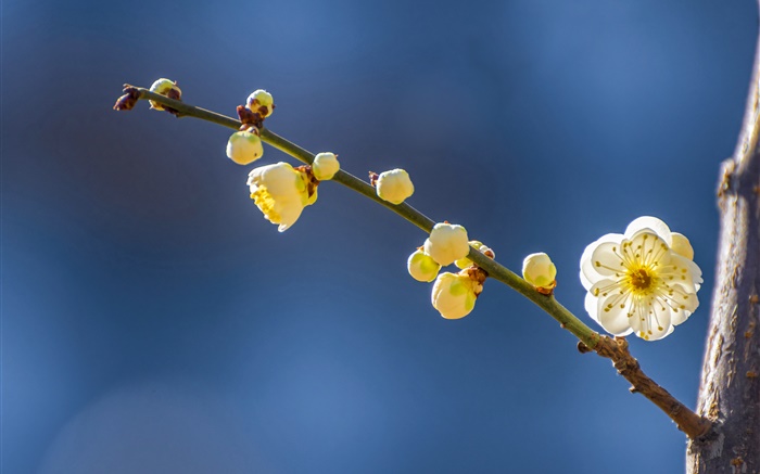 Gelbe Pflaumenblüten im Frühling Hintergrundbilder Bilder