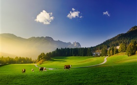 Alpen, grüne Wiese, Kuh, Berge, Bäume, Sonnenstrahlen HD Hintergrundbilder
