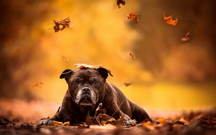 Schwarzer Hund, rote Blätter, Herbst Hintergrundbilder Bilder