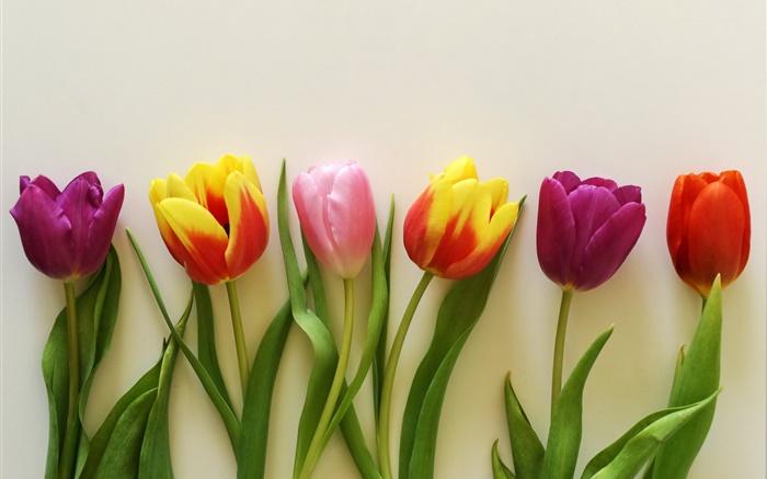 Bunte Tulpen, rot, rosa, lila Hintergrundbilder Bilder