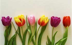Bunte Tulpen, rot, rosa, lila HD Hintergrundbilder