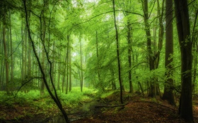 Wald, Bäume, Grün, Morgen HD Hintergrundbilder