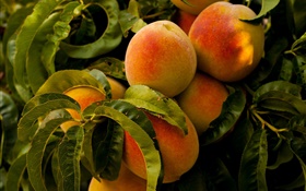 Obst, Pfirsiche, Blätter HD Hintergrundbilder