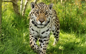 Jaguar geh zu dir, Gras HD Hintergrundbilder