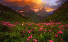 Viele rosa Blumen, Berge, Wolken, Sommer