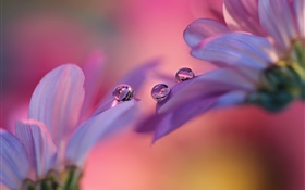 Rosafarbene Gerbera-Blumen, Blütenblätter, Wassertröpfchen HD Hintergrundbilder