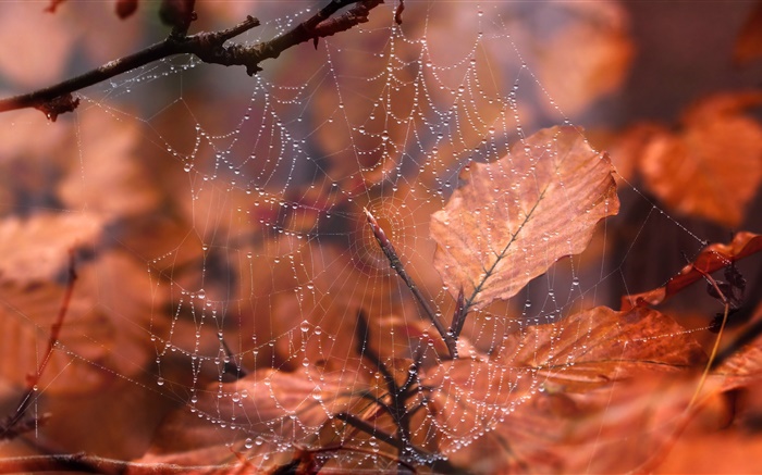 Spinnennetz, Wassertropfen, rote Blätter Hintergrundbilder Bilder