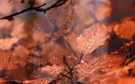 Spinnennetz, Wassertropfen, rote Blätter HD Hintergrundbilder