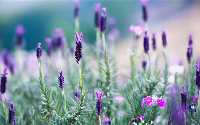 Thailand, Lavendel, lila Blüten Hintergrundbilder Bilder