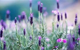 Thailand, Lavendel, lila Blüten HD Hintergrundbilder