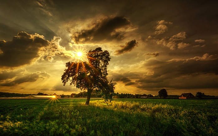 Baum, Felder, Sonnenstrahlen, Wolken Hintergrundbilder Bilder