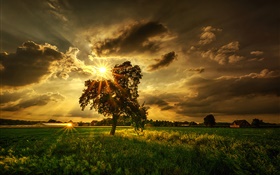 Baum, Felder, Sonnenstrahlen, Wolken HD Hintergrundbilder
